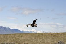 Raubmöve (Skua) (11 von 16).jpg